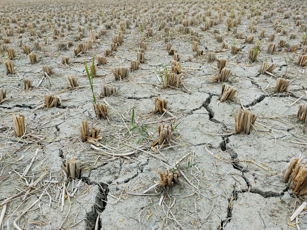 a large field of dead plants in the middle of the day