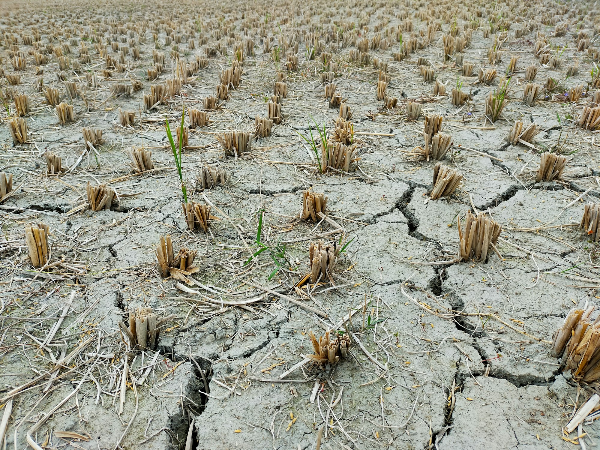 European Parliament Publishes Report on the Impacts of Climate Change on Agriculture