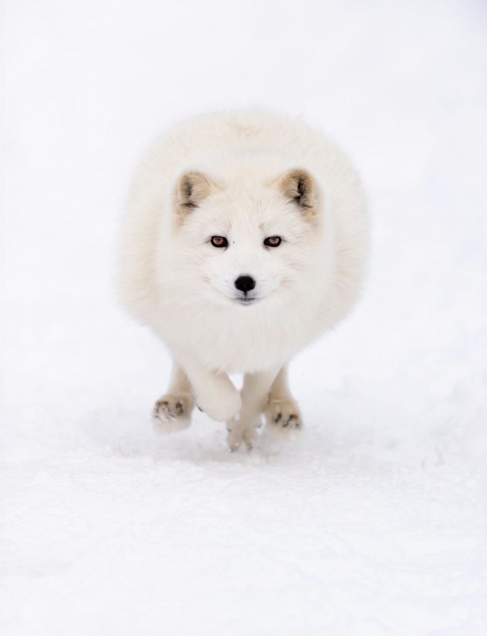 a small white dog running through the snow