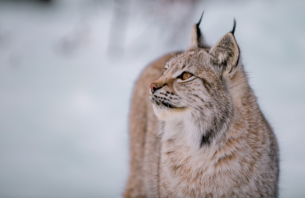 a close up of a cat in the snow