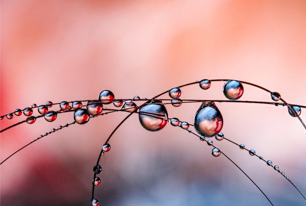 a close up of water droplets on a plant