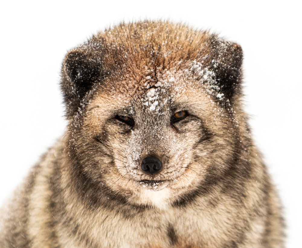 a close up of a furry animal with snow on it's fur