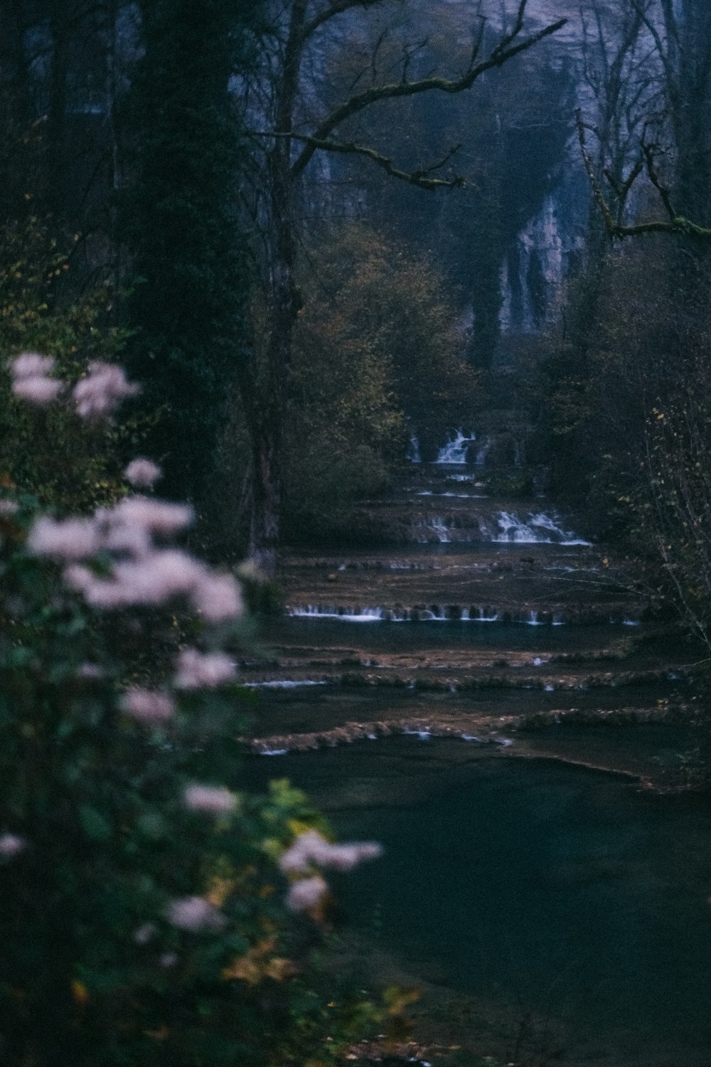 a stream running through a forest filled with lots of trees