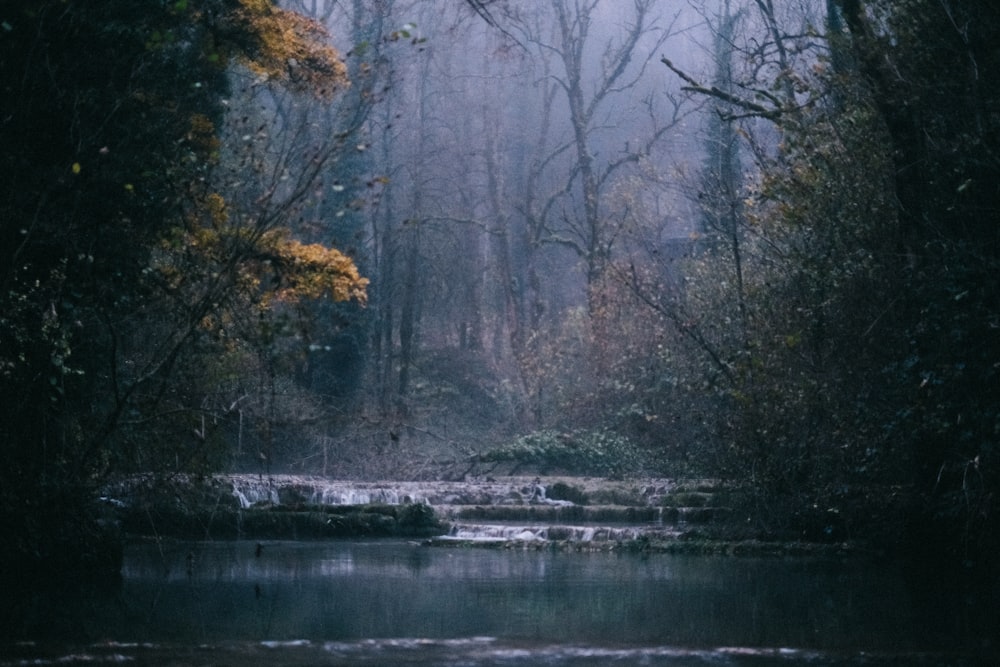 a river in the middle of a forest