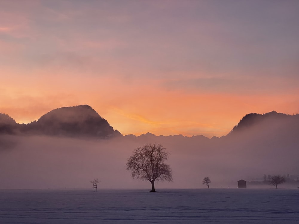 a lone tree in the middle of a snowy field