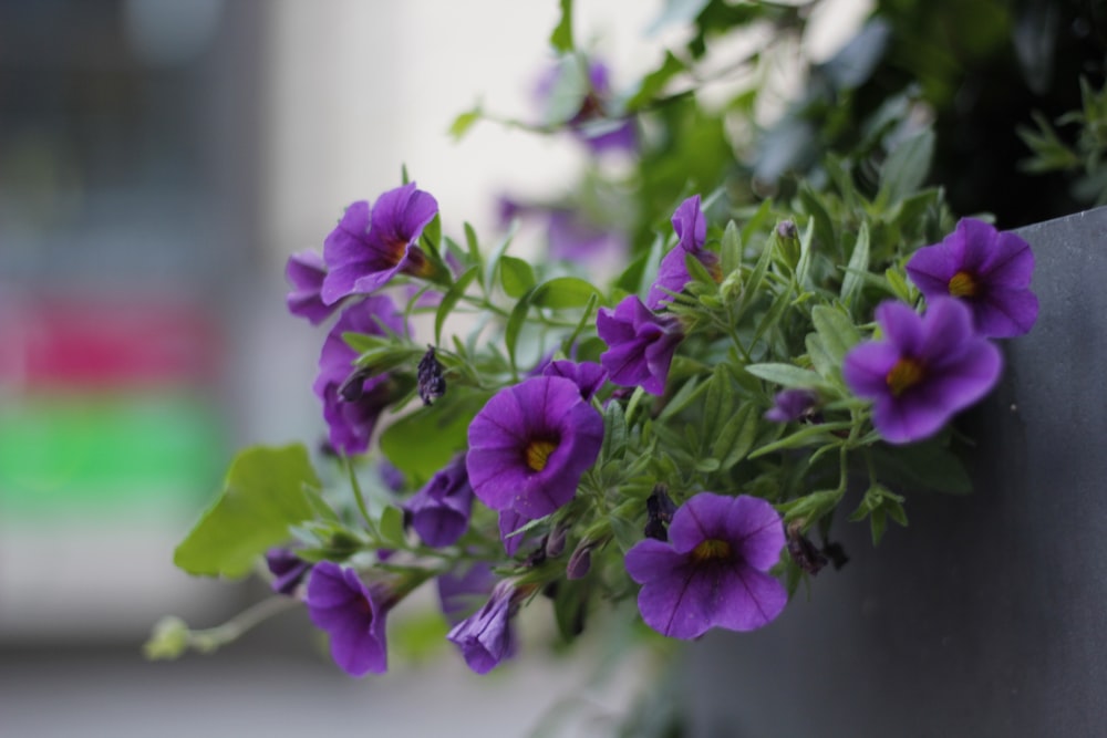 a bunch of purple flowers growing out of a planter