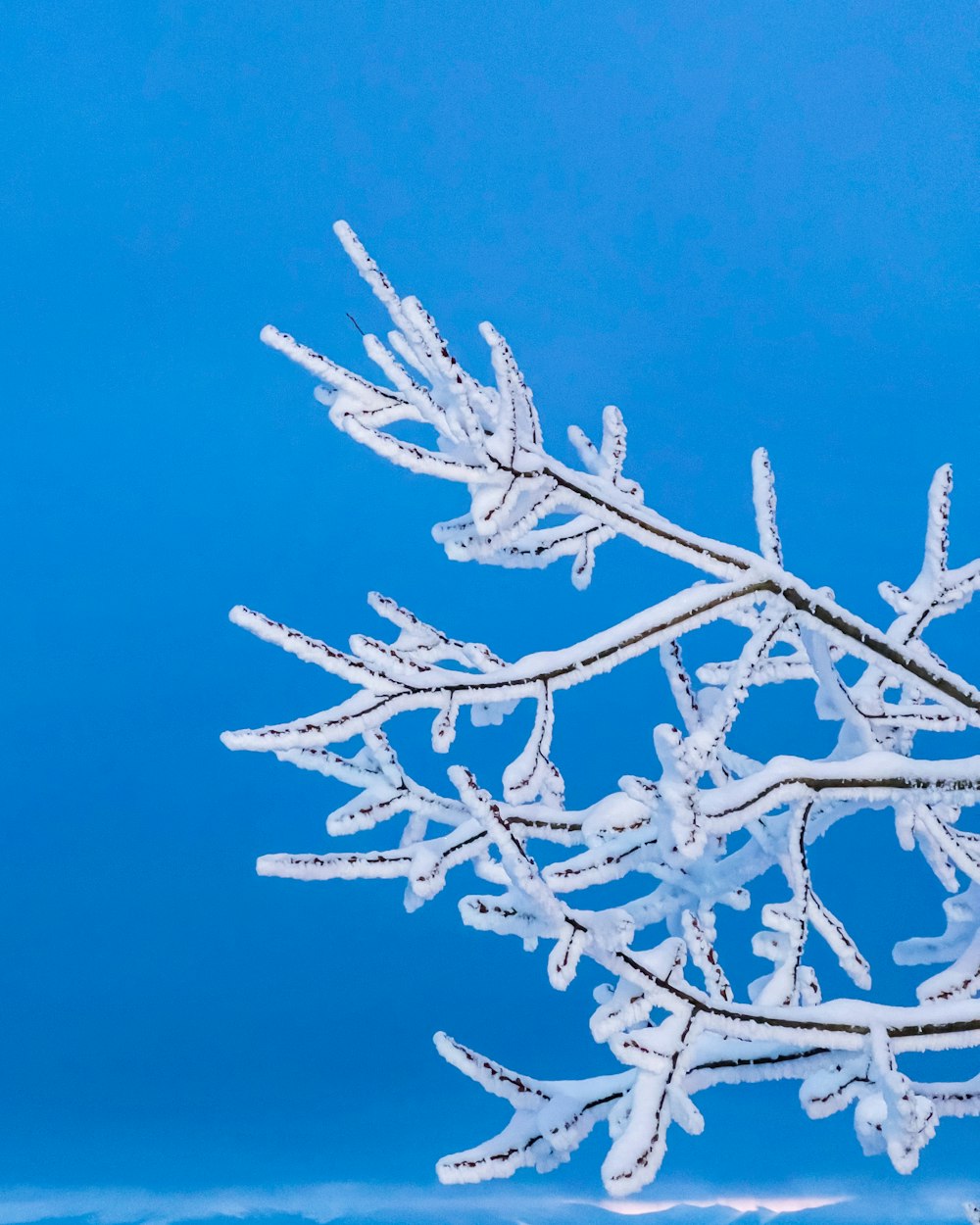a snow covered tree branch against a blue sky