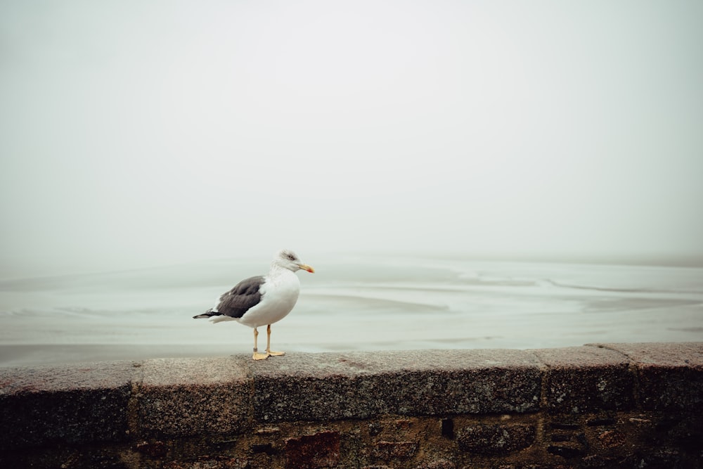 a seagull is standing on a ledge near the water