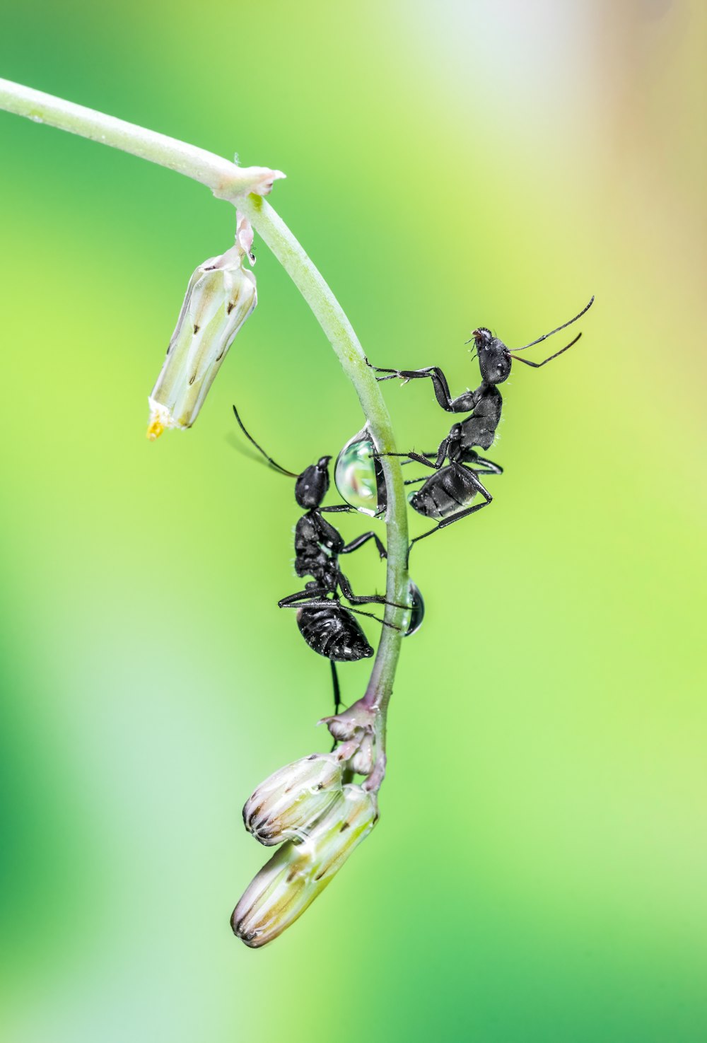 Un grupo de pequeños insectos negros colgando de una planta