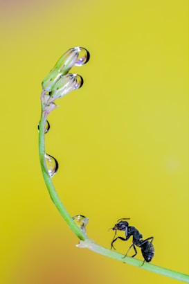 a close up of a plant with a bug on it