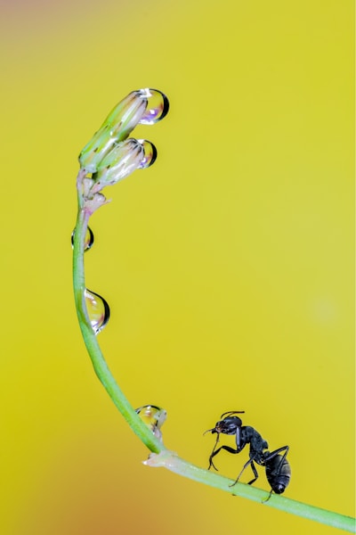 a close up of a plant with a bug on it