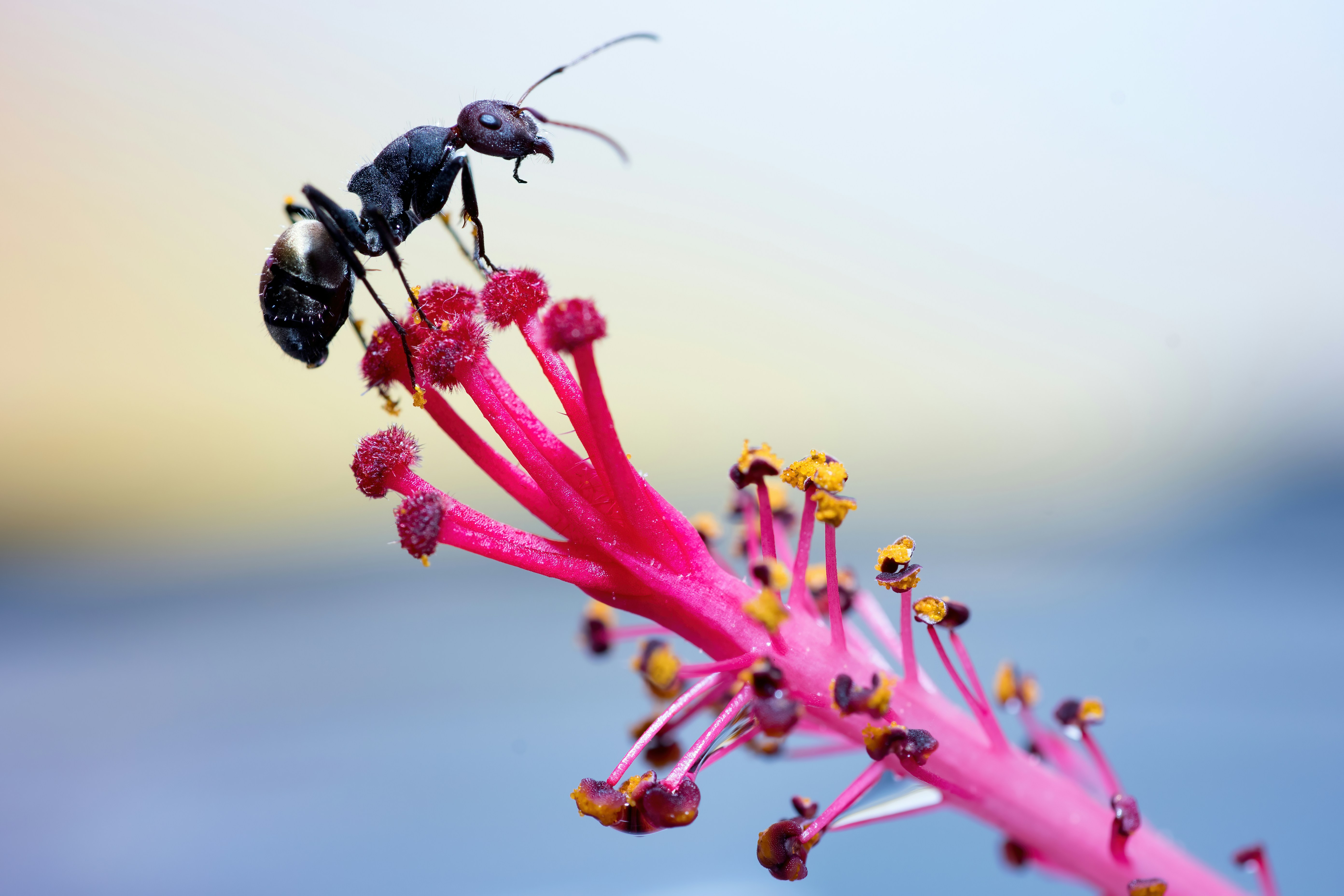 two bees on a pink flower with water in the background
