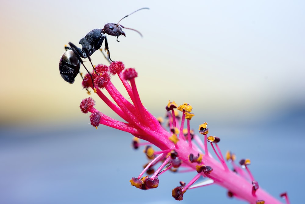 two bees on a pink flower with water in the background