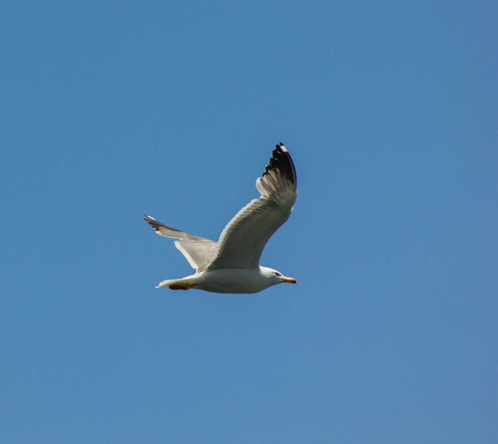 a seagull flying in a clear blue sky