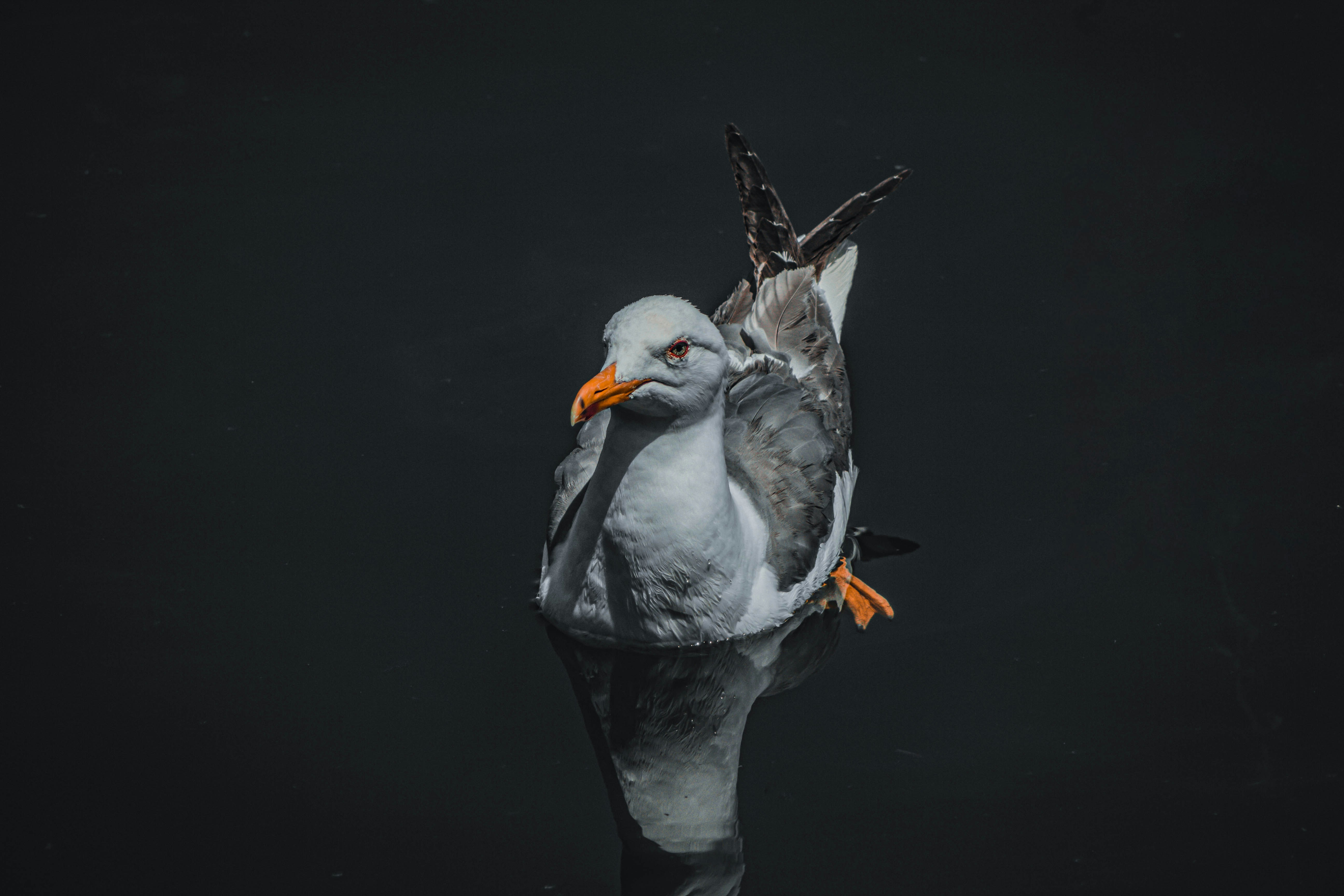 burung camar duduk di atas badan air