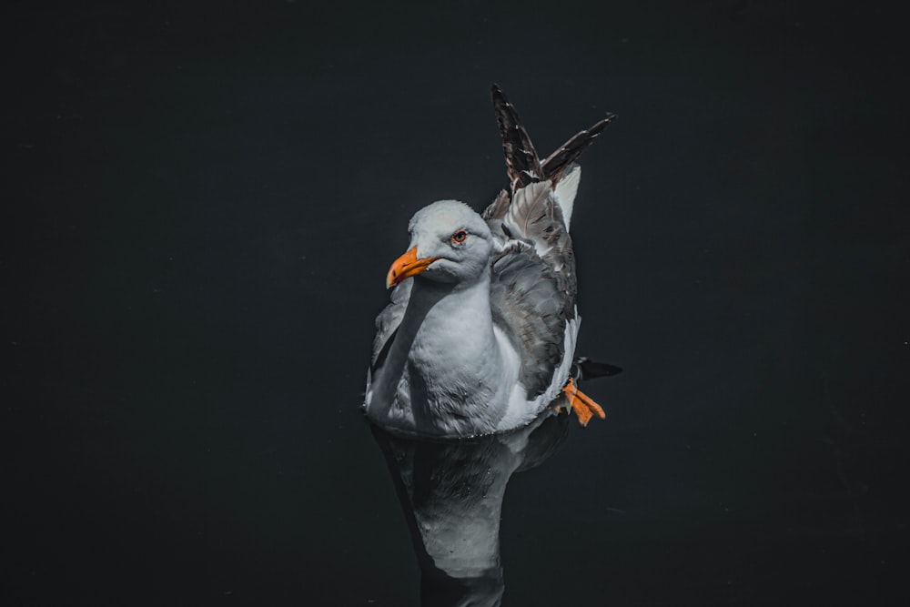 a seagull sitting on top of a body of water