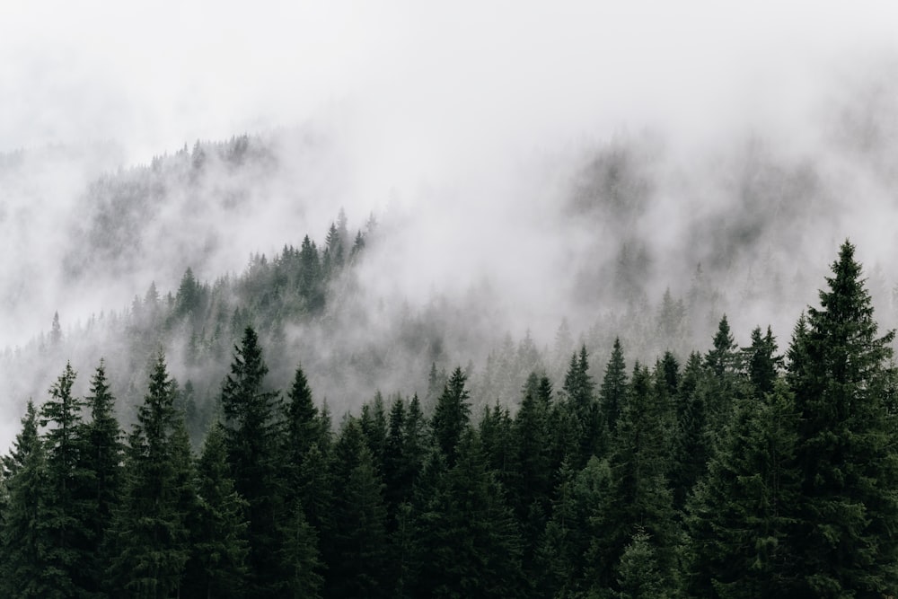 a forest filled with lots of trees covered in fog