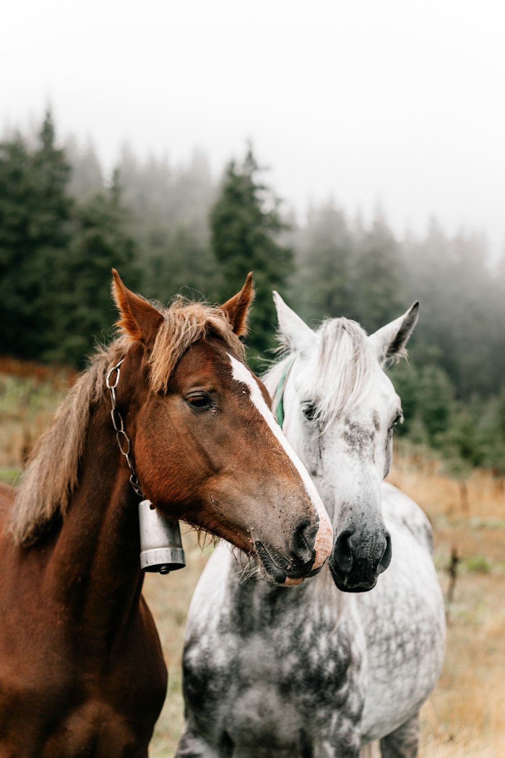 two horses standing next to each other in a field