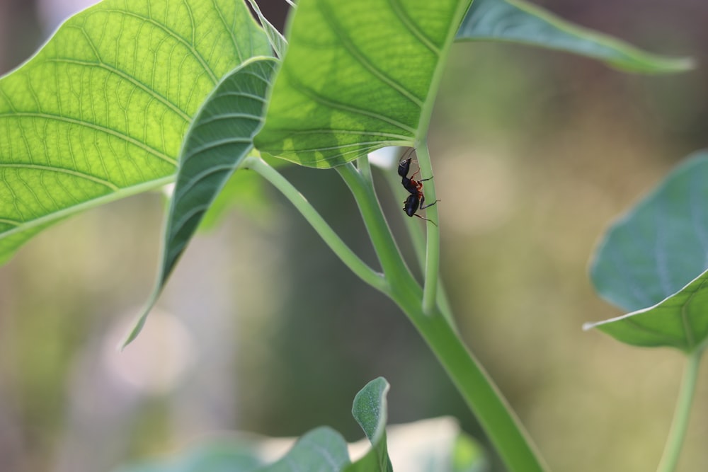 a bug is sitting on a green leaf