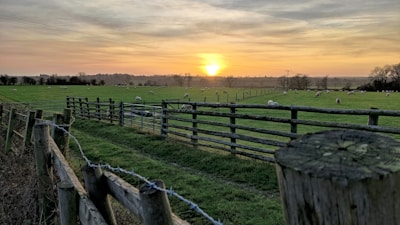 A serene farm scene at sunrise with animals peacefully grazing, symbolizing humane care.