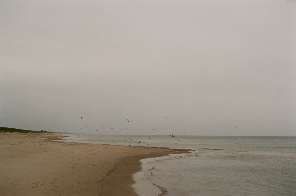 a group of birds flying over a sandy beach