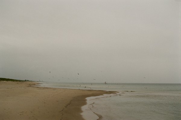 A group of birds flying over a sandy beach — Curonian Spit, Lithuania