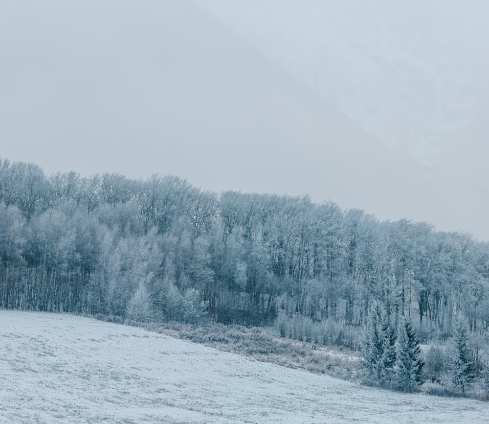 a snow covered field with trees in the background