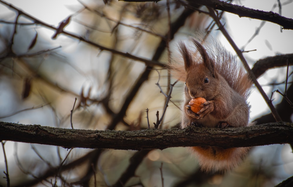 uno scoiattolo che mangia un pezzo di cibo su un ramo d'albero