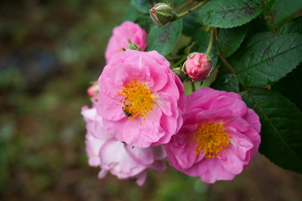 a close up of pink flowers with green leaves