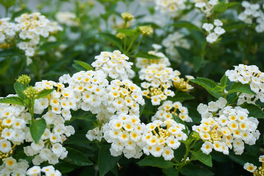 a bunch of white flowers with yellow centers