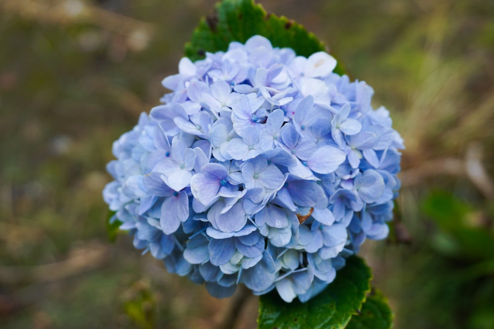 a close up of a blue flower with green leaves