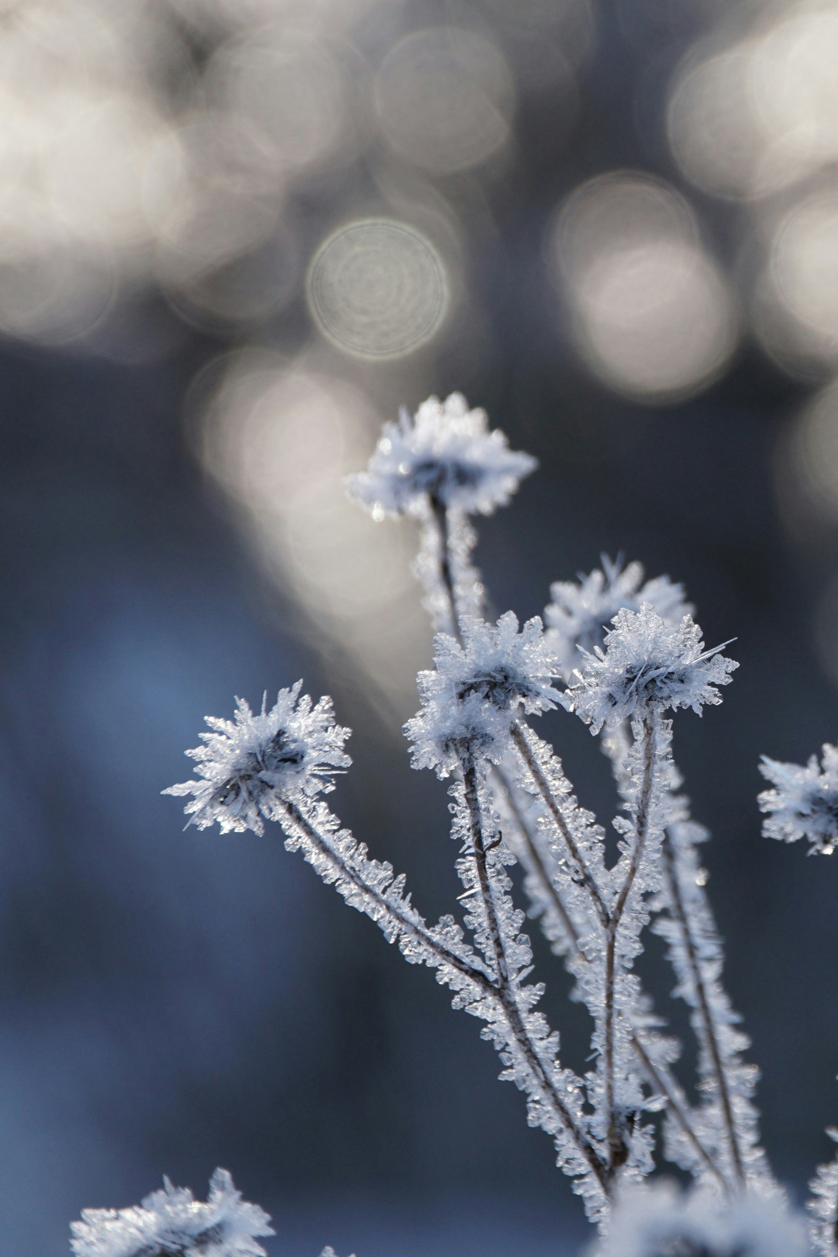 Photo by danielschuh