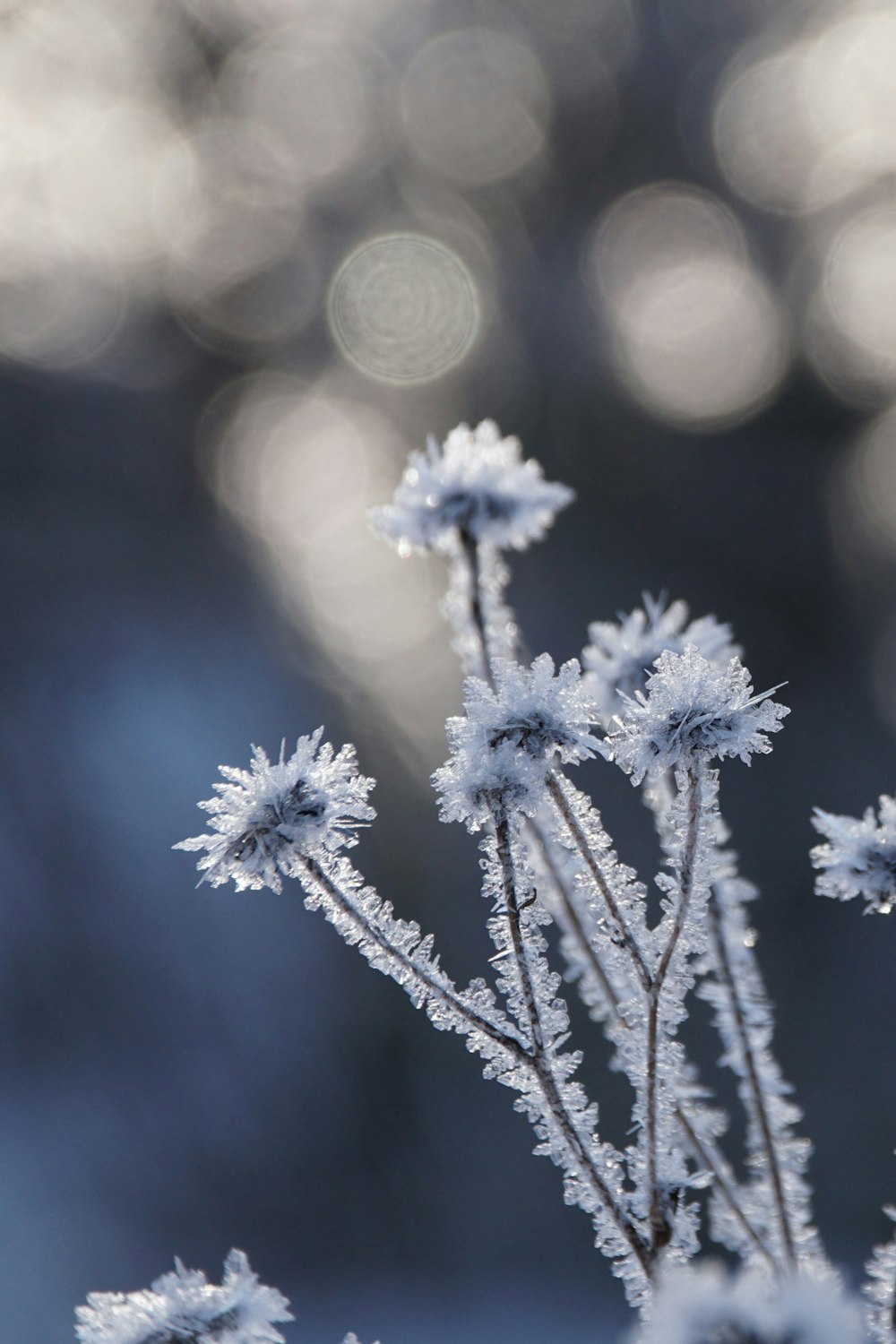 a close up of a plant with snow on it