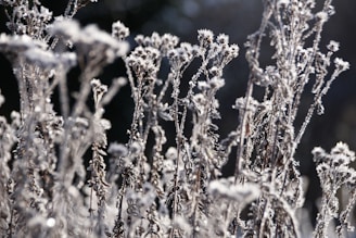 a close up of a plant with frost on it