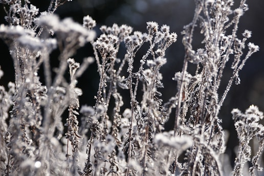 a close up of a plant with frost on it