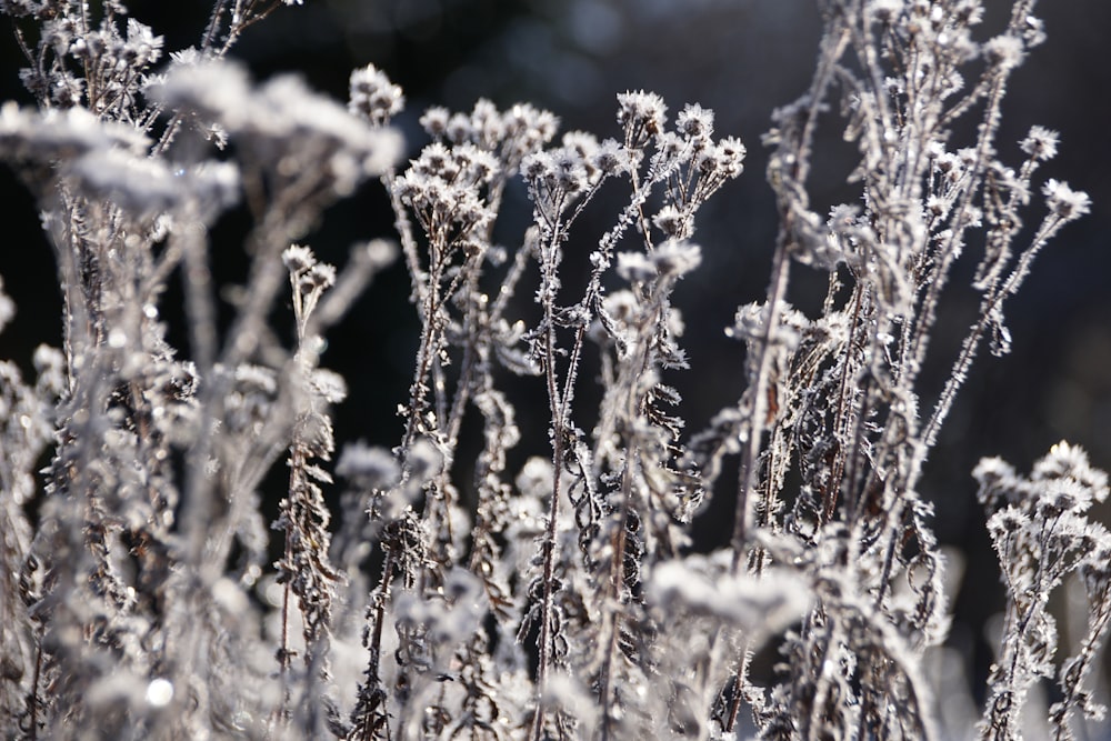 a close up of a plant with frost on it