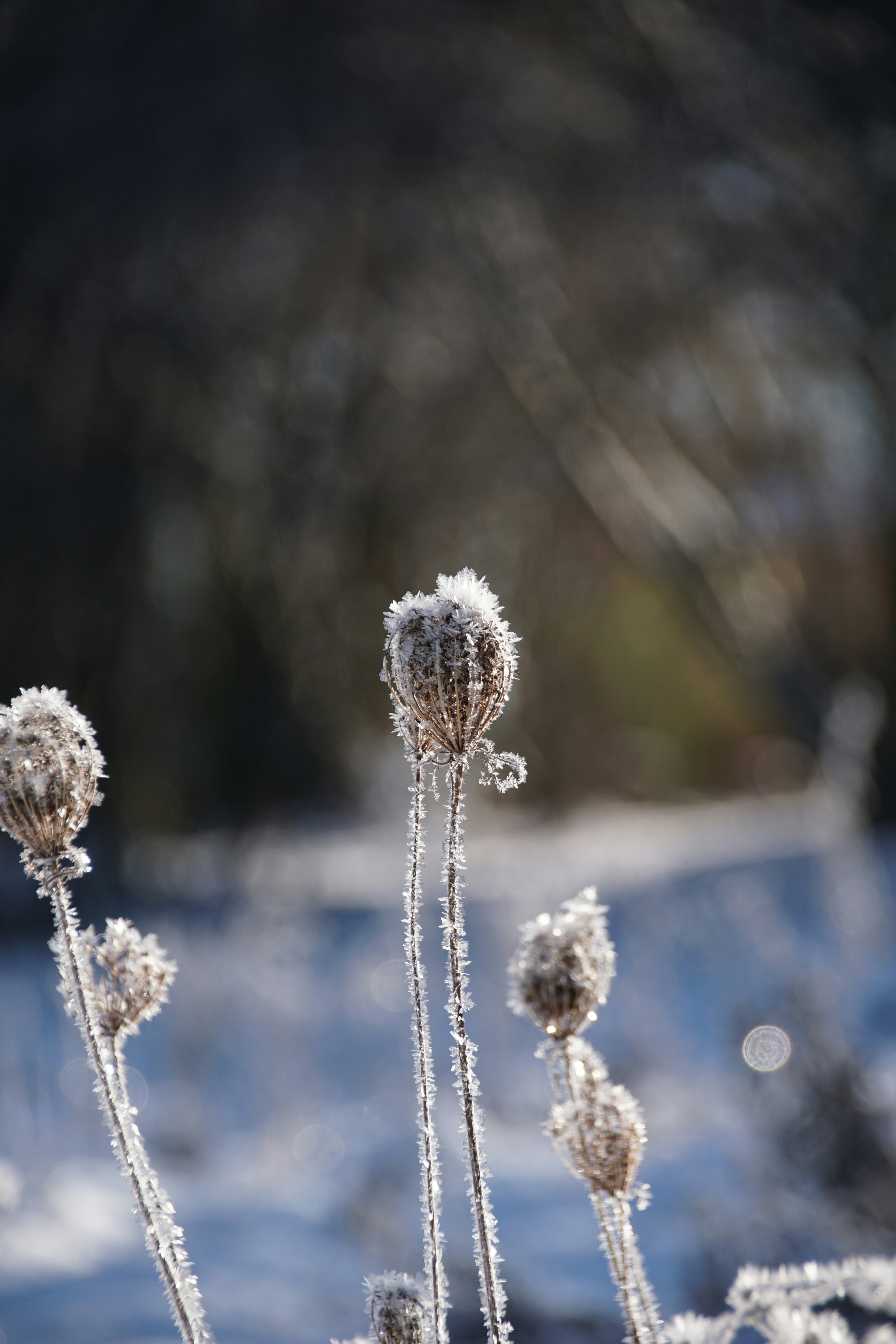 Photo by danielschuh