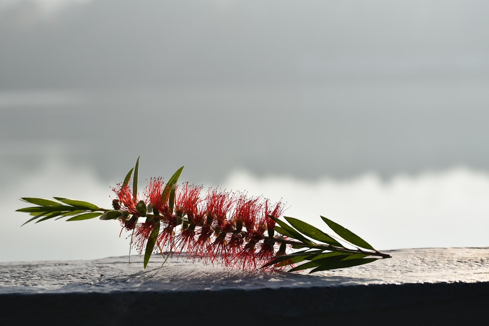 a close up of a plant with water in the background