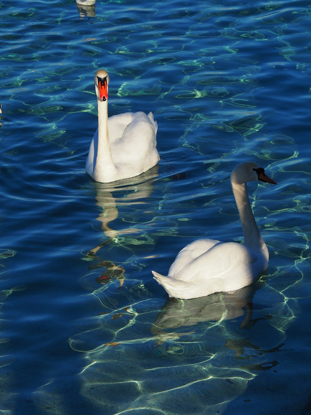 three white swans swimming in a body of water