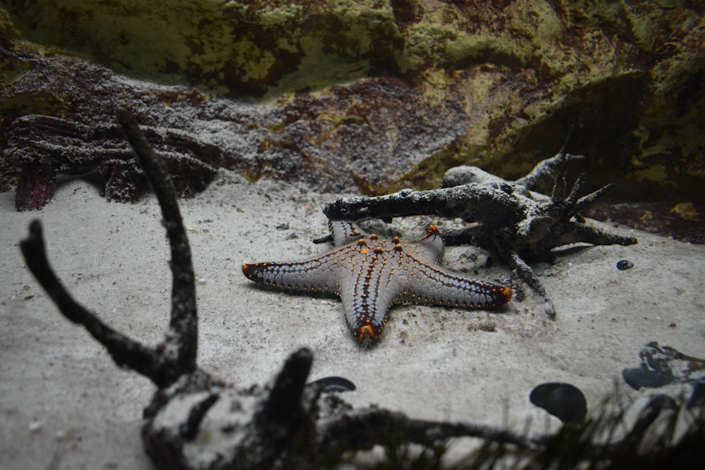 a starfish laying on the sand in an aquarium