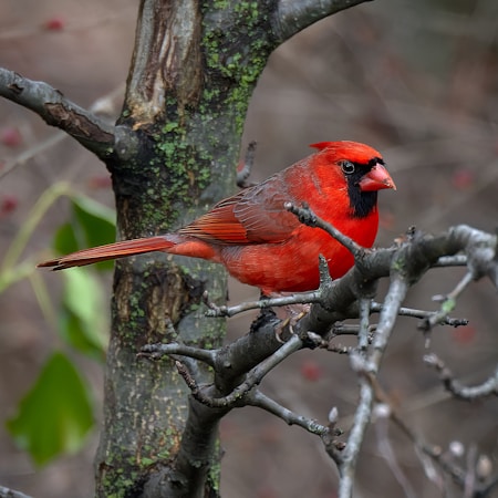 A vibrant red cardinal perched on a branch with a blurred background. The bird's plumage is bright and vivid, with distinctive black markings around its beak. The branches are bare, with some greenery and lichen visible on the tree.