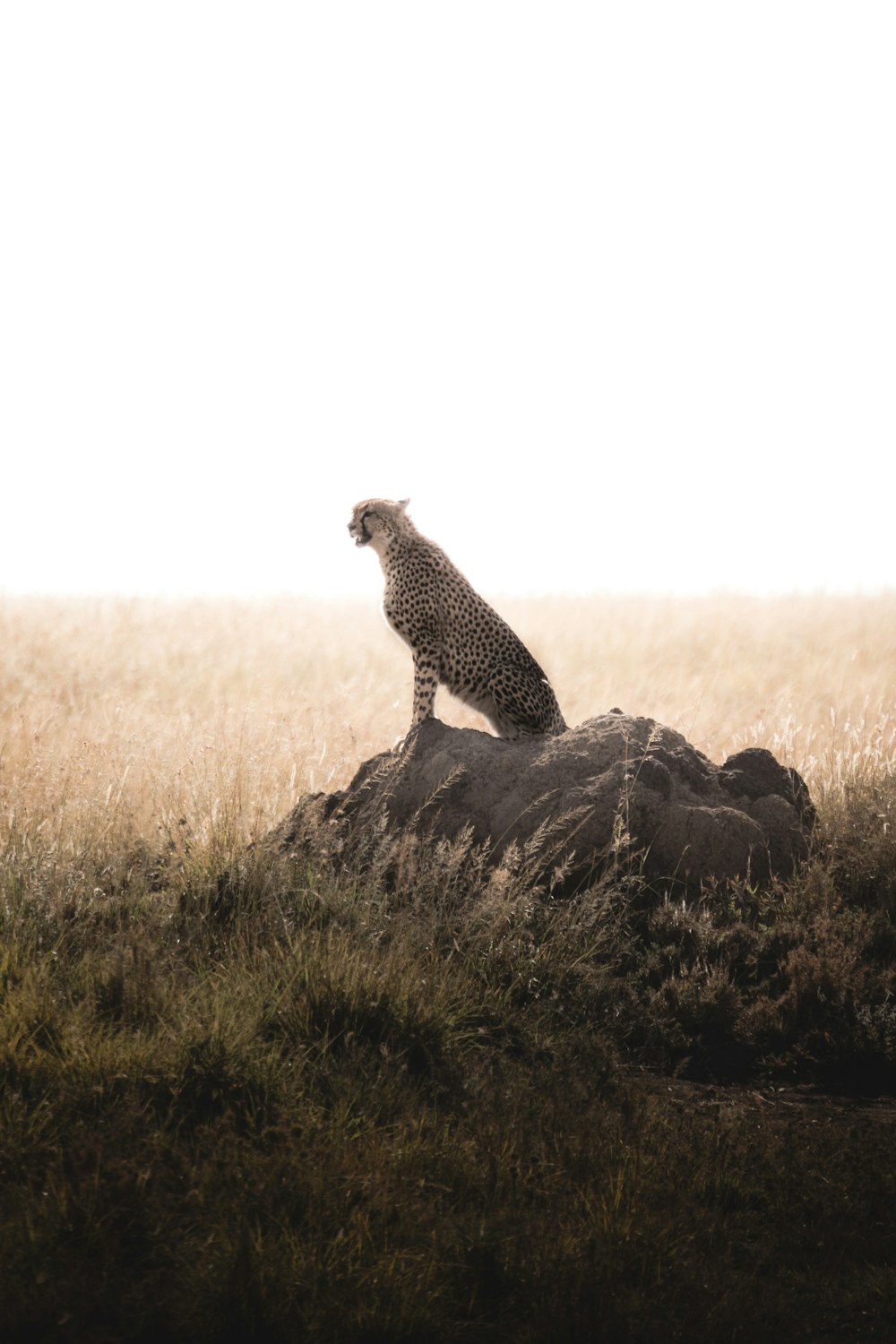 a cheetah standing on a rock in a field