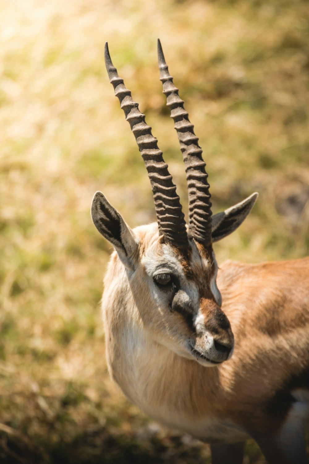 a gazelle with very long horns standing in the grass