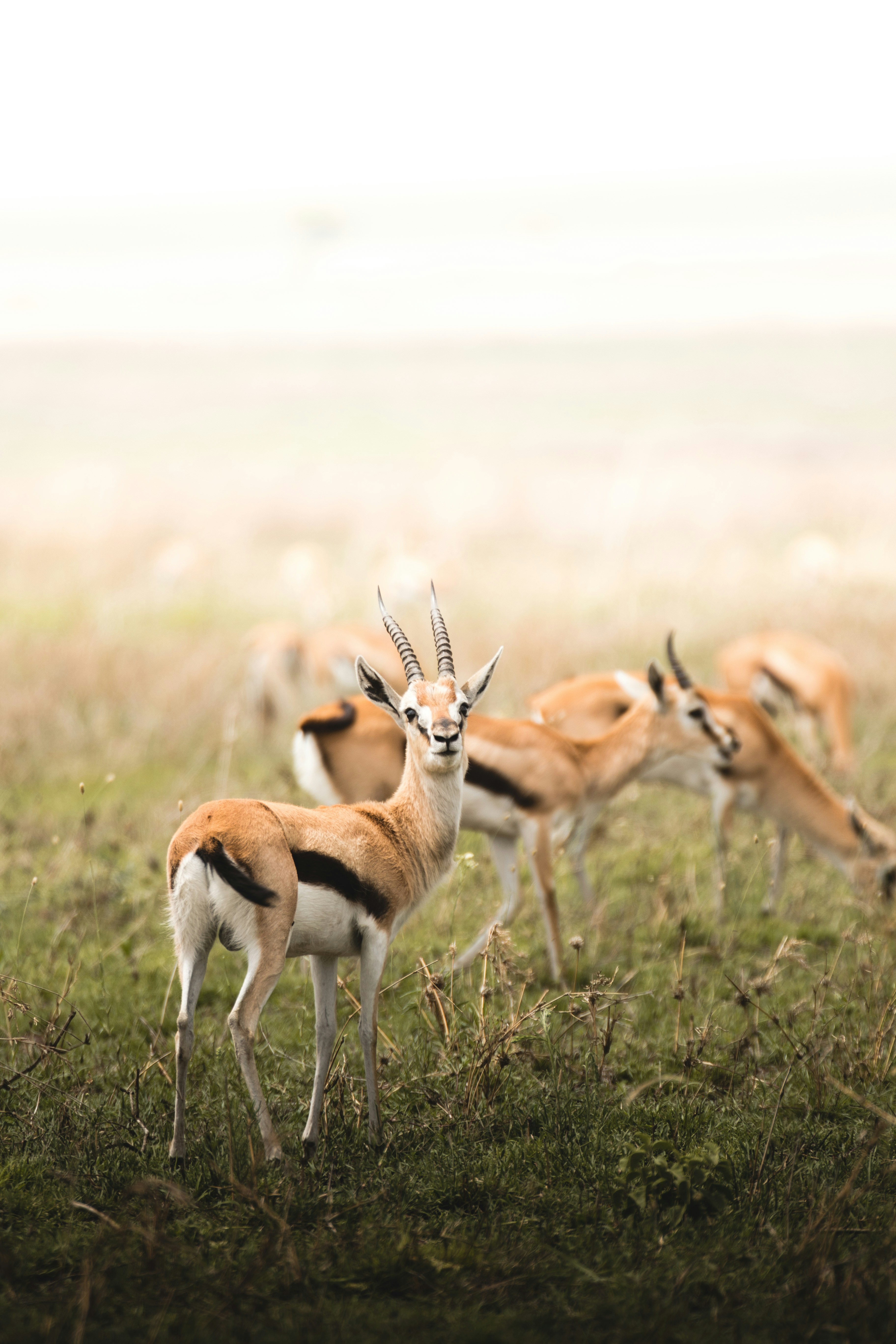 Antelopes