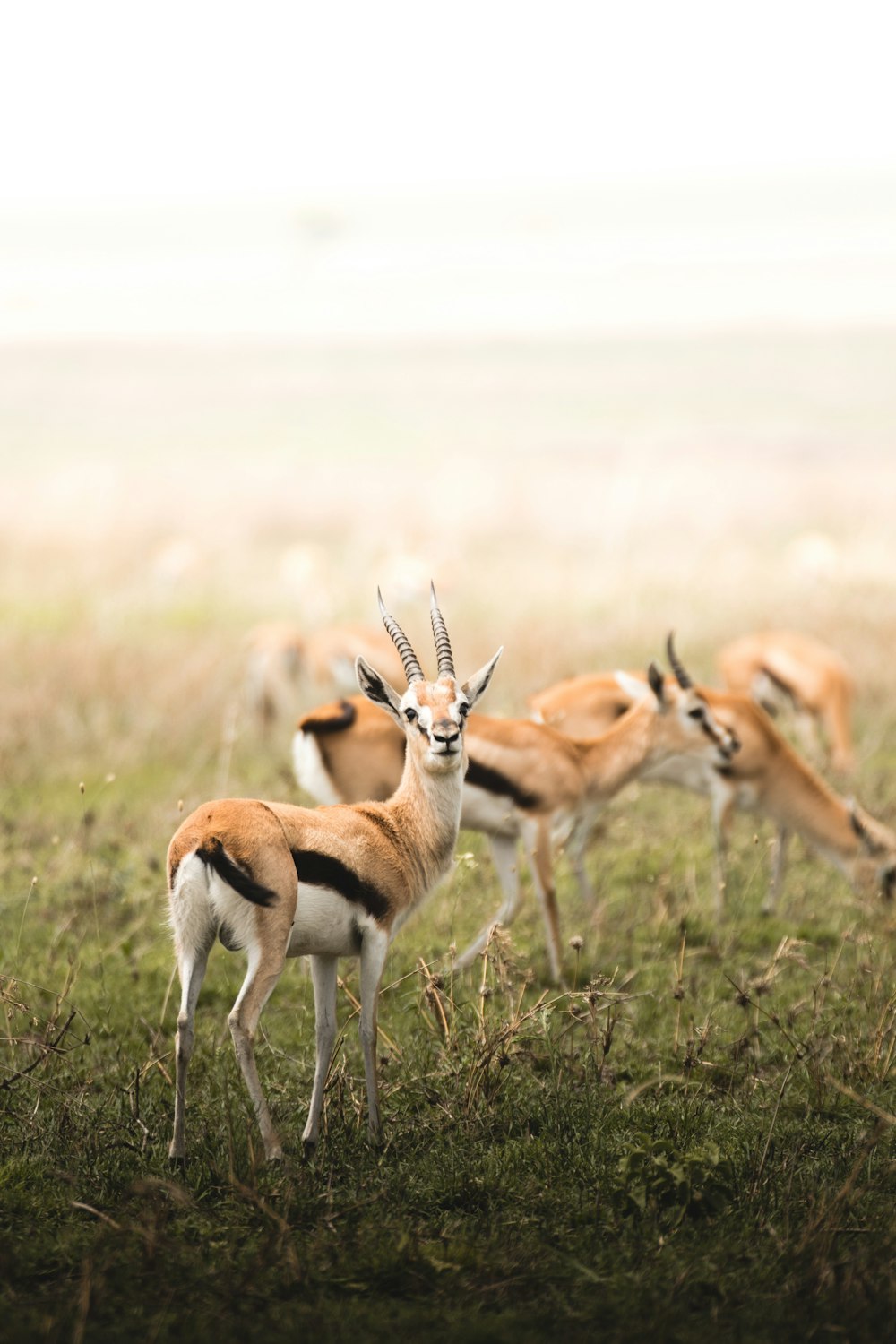 a herd of gazelle standing on top of a lush green field