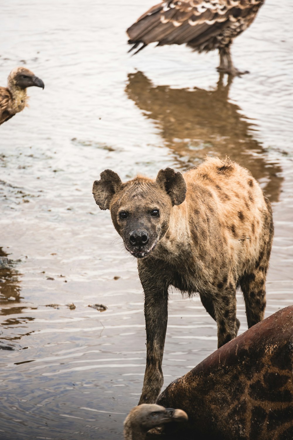 a spotted hyena standing in shallow water with a vulture in the background