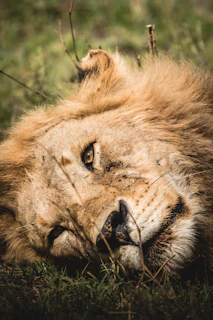 A majestic lion resting in the golden grasses of the Serengeti at dawn