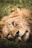 A majestic lion resting in the golden grasslands of the Serengeti under a clear blue sky.