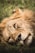 A majestic lion resting in the golden grasslands of the Serengeti under a clear blue sky.