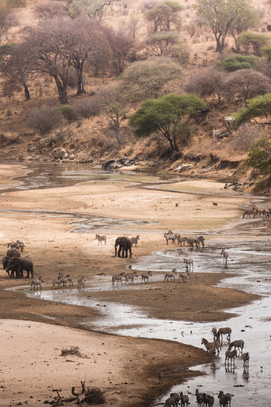 Wildlife gathering at a dry riverbed